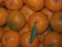 Mandarino tardivo Ciaculli
