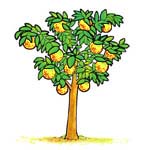 Pianta di limoni