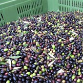 Stoccaggio olive